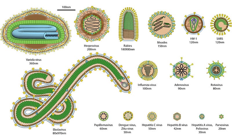 Imagen que compara la forma y el tamaño de distintos virus: viruela, herpes, rabia, sarampión, VIH, SARS, Ébola, influenza, adenovirus, rotavirus, papiloma, dengue, Zika, hepatitis C, hepatitis B, hepatitis A, parvovirus