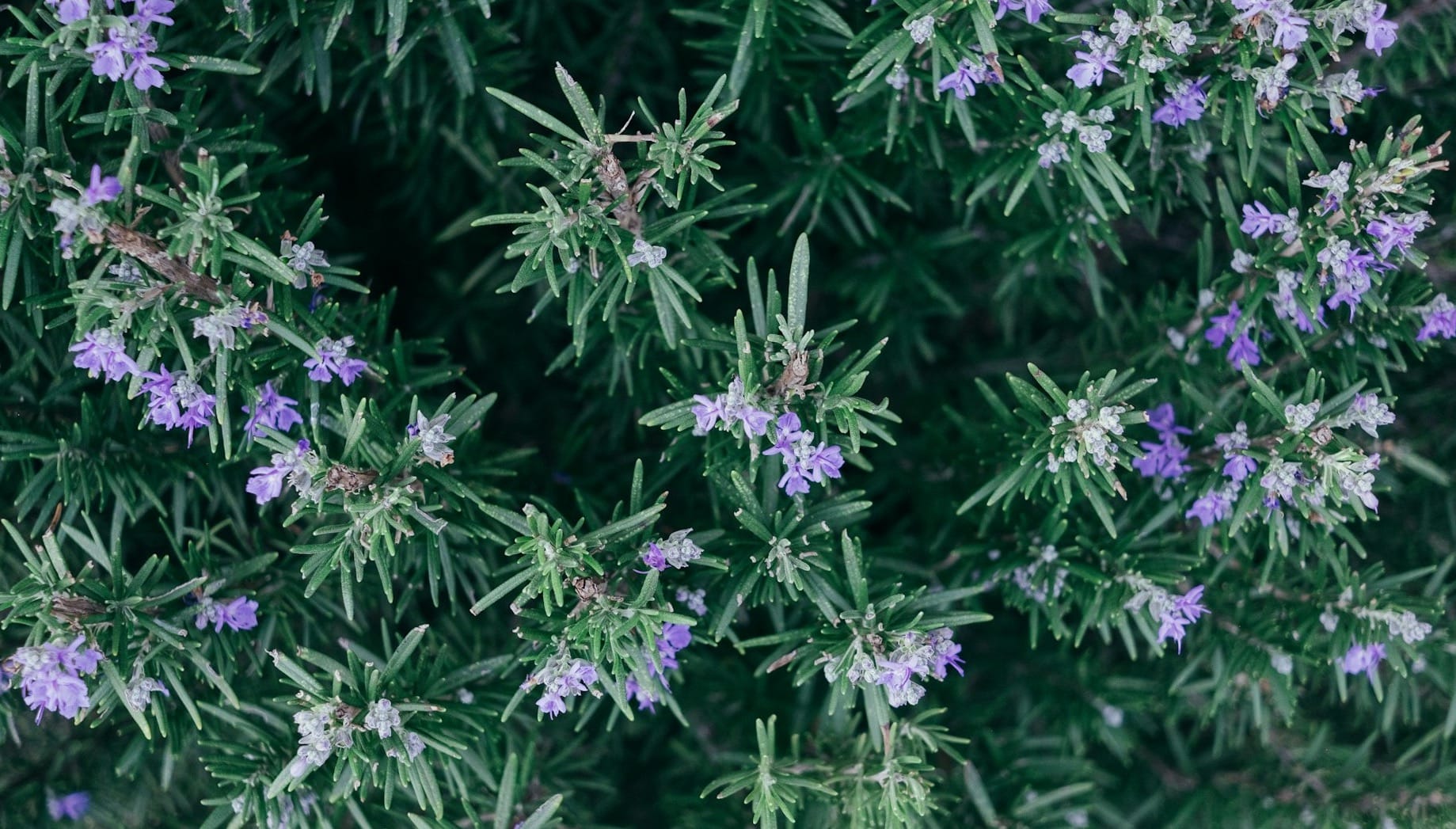 closeup photo of purple petaled flowers