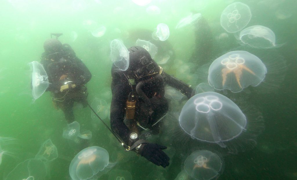 Combat Swimmers German Special Forces