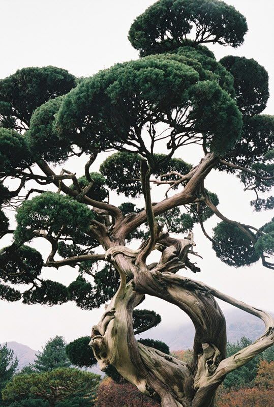 Bristlecone Pine