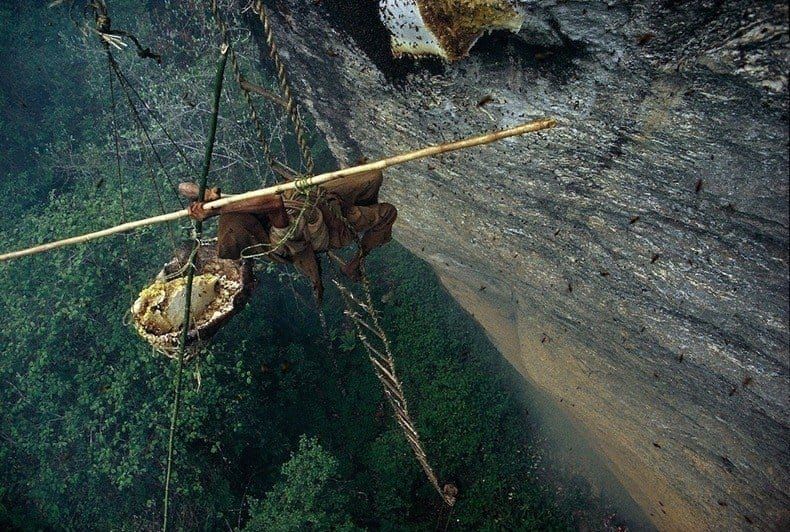 A honey hunter in suspension