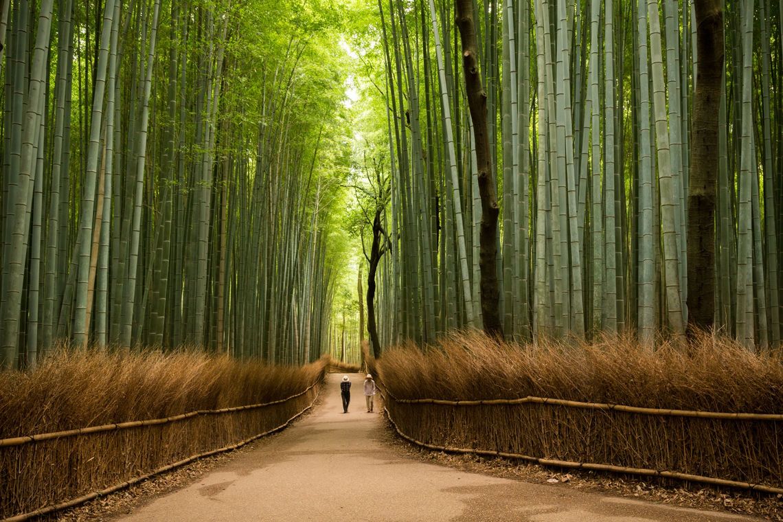 Arashiyama Sagano Bamboo Forest