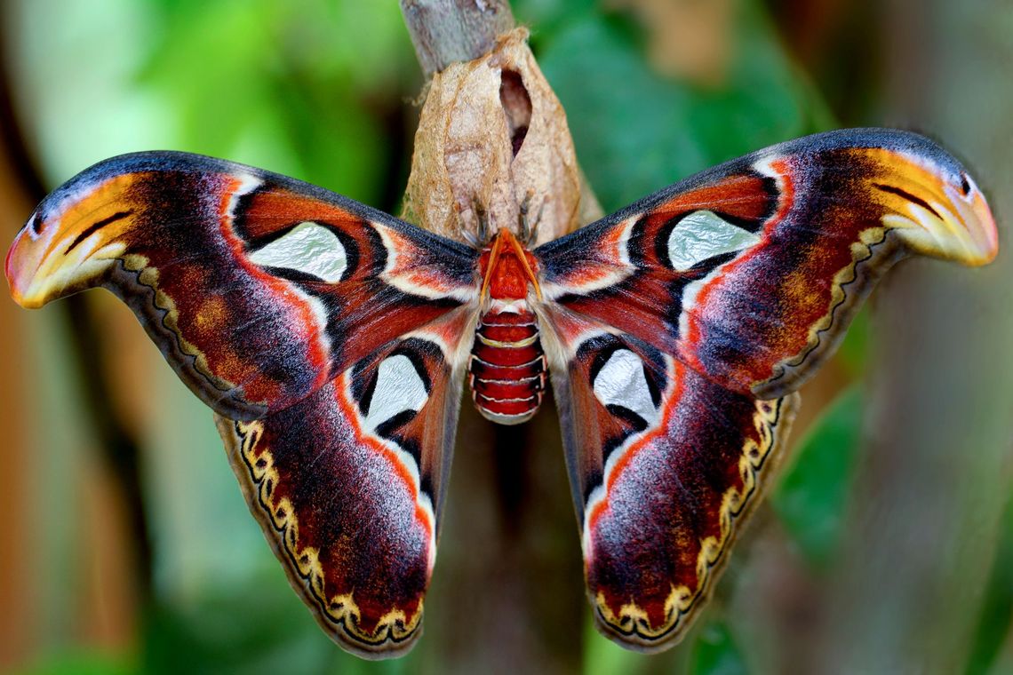 SNAKE BUTTERFLY MARIPOSA SERPIENTE