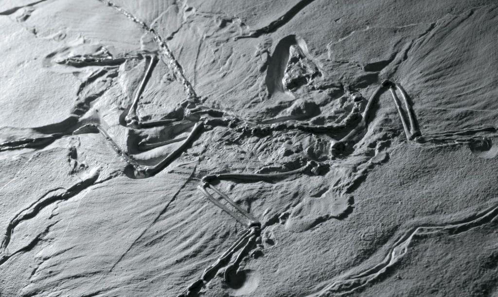 Arc'teryx Litho Fossil
