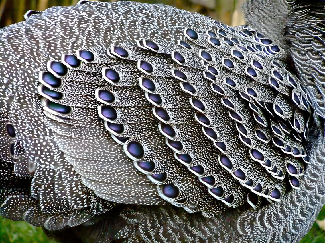 Close-up macro photograph of Grey Peacock-Pheasant feathers showing densely packed grey-brown plumage covered in rows of irid