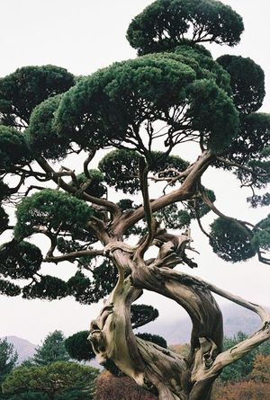 Bristlecone Pine