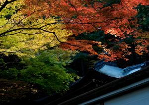 Nanzenji Temple Autumn Foliage, Higashiyama, Kyoto