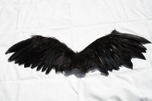 Black Bird Wings — Feather Detail