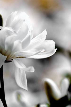 Star Magnolia — Magnolia stellata Macro