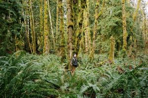 Hoh Rainforest, Olympic National Park