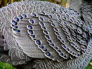 Grey Peacock-Pheasant Plumage — Iridescent Ocelli Detail