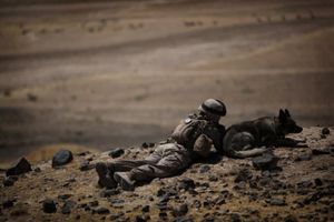 Military Working Dog Afghanistan