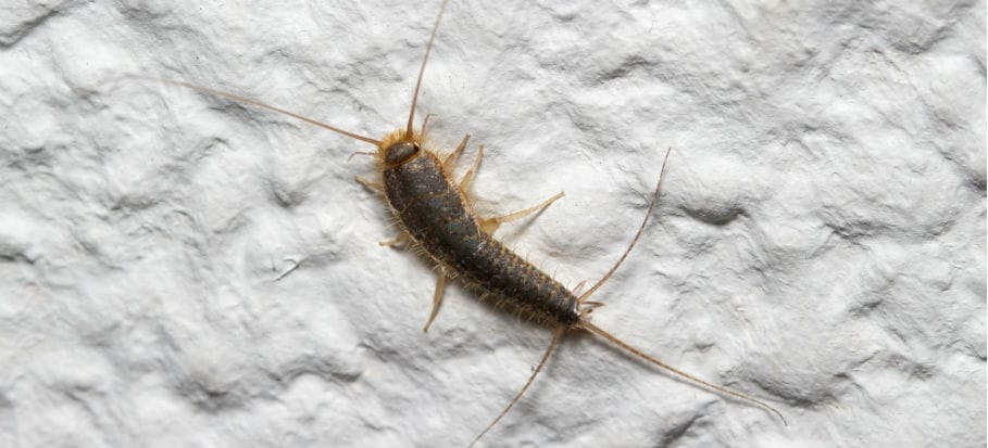 Silberfisch auf Klopapier