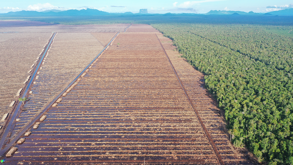 Illegale Regenwaldrodung in Borneo/Indonesien