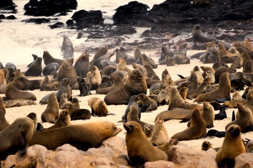 The SEAL has landed