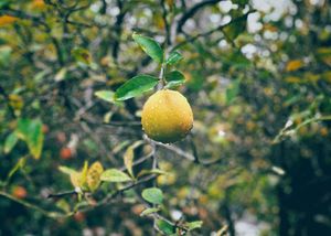 A lemon in my backyard