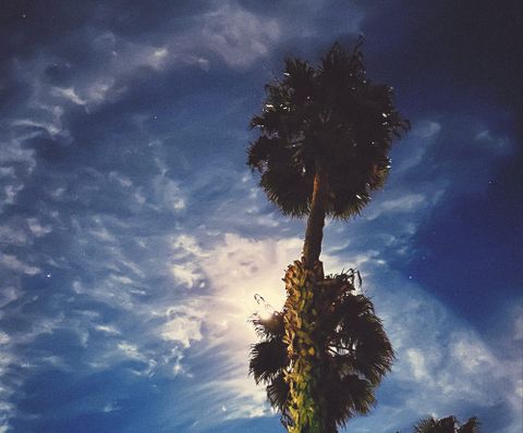 The moon behind a palm tree last week