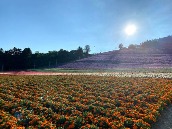 Furano annual market report 2025 now live