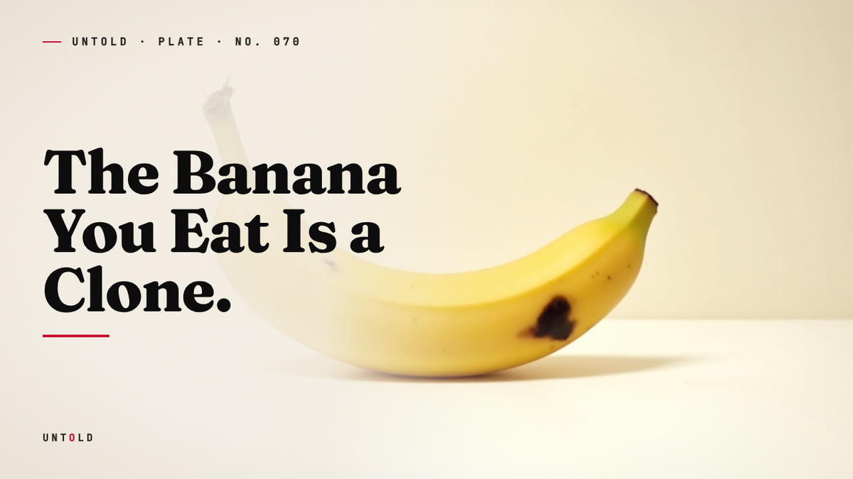 The Fruit That Cannot Save Itself