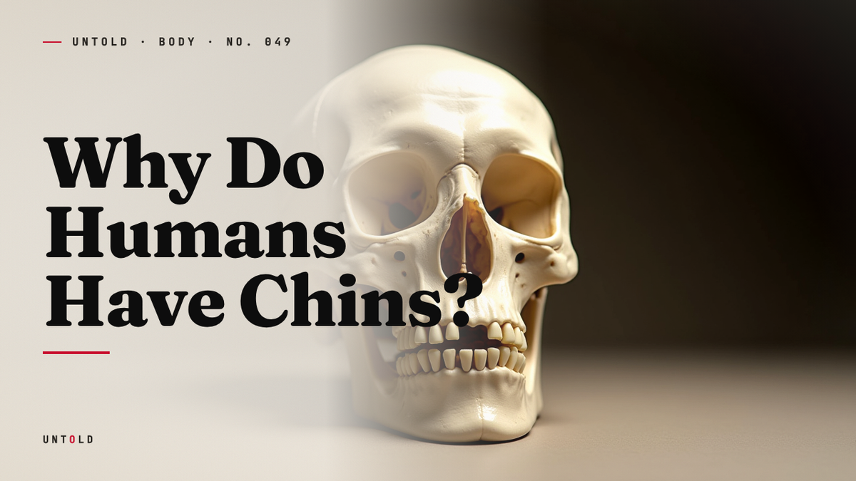 The Bony Shrug at the Bottom of Your Face