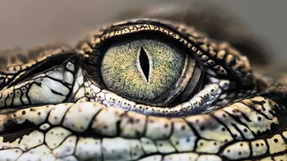 Hard Rubber Orchestra - Iguana cover photo