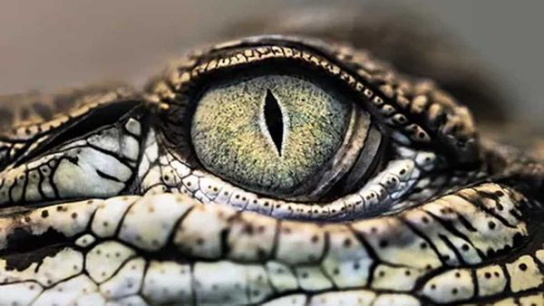 Hard Rubber Orchestra - Iguana cover photo