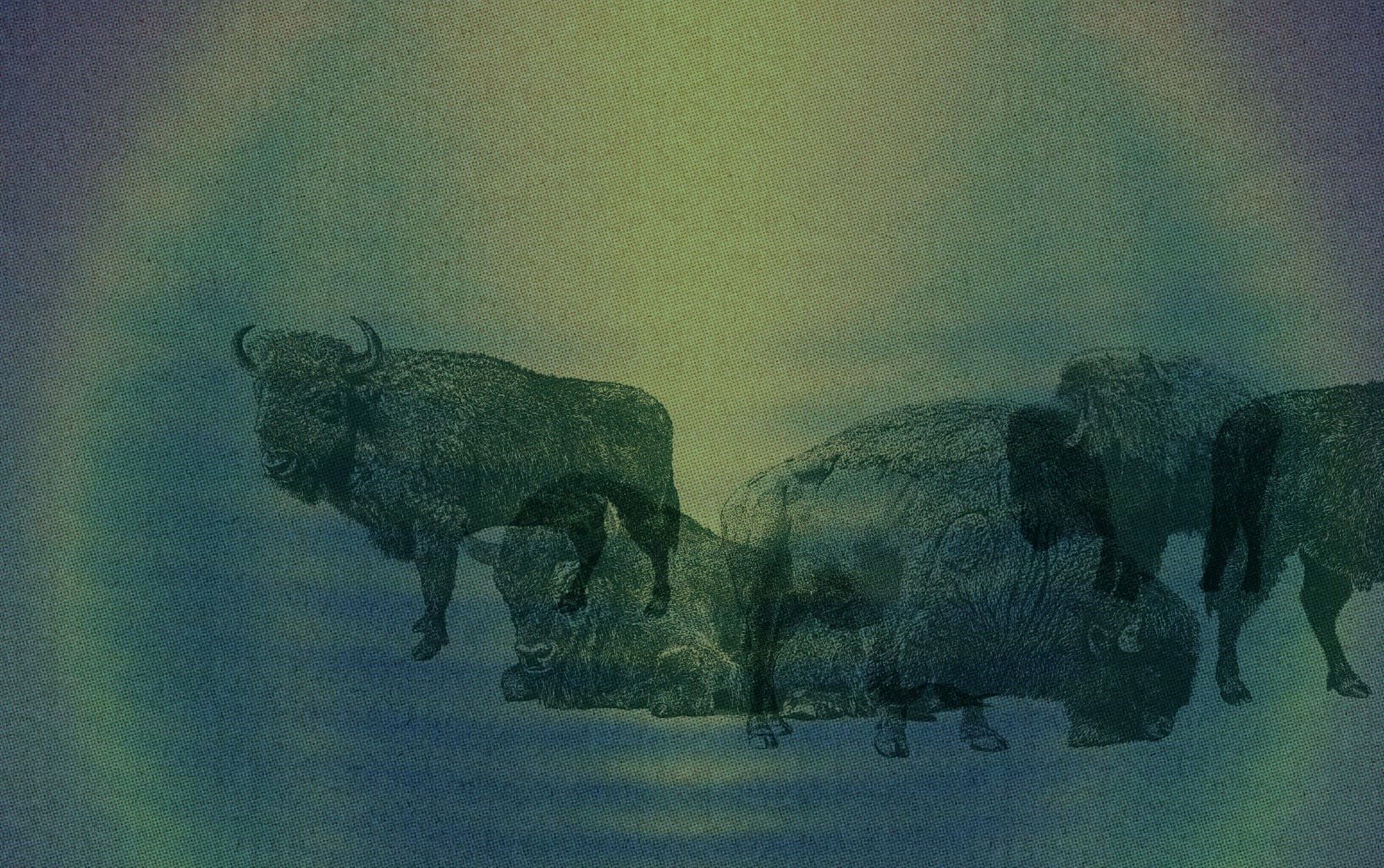 Buffalo Collective