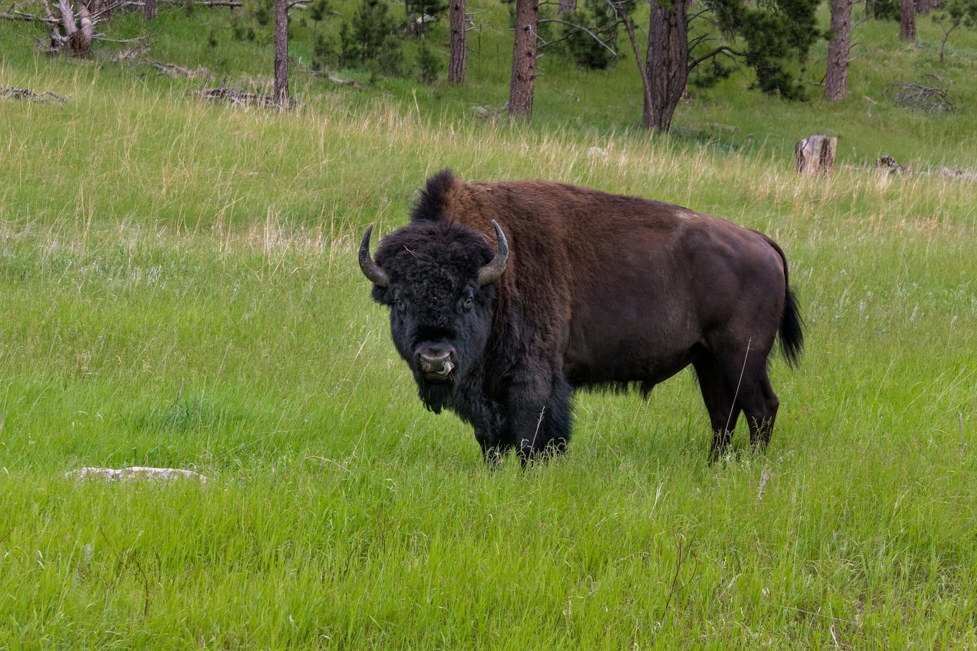 What Herds Do that Individuals Can't