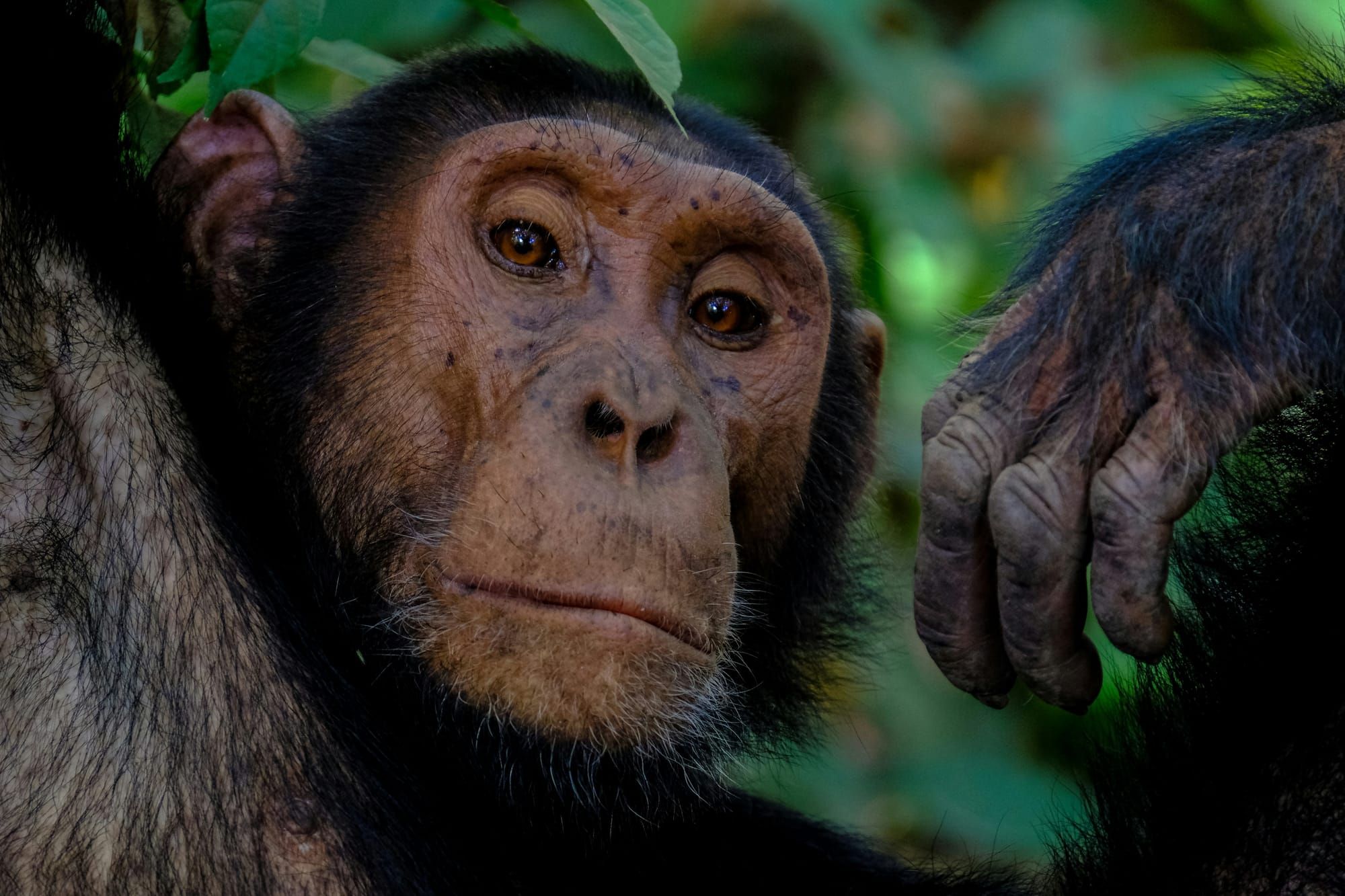 The Awakened Ape Hypothesis: Why Mushrooms, Part 3