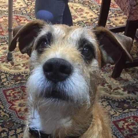 Wee Ginger Dug profile image