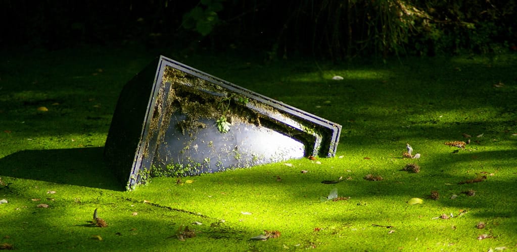 From I’m a Celeb to Strictly: Public verdict on politicians in Reality TV