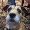 Wee Ginger Dug