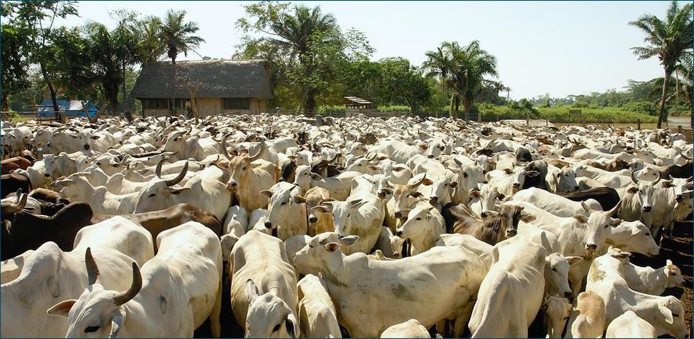 Meat-eating is a big climate issue – but isn’t getting the attention it deserves. post image