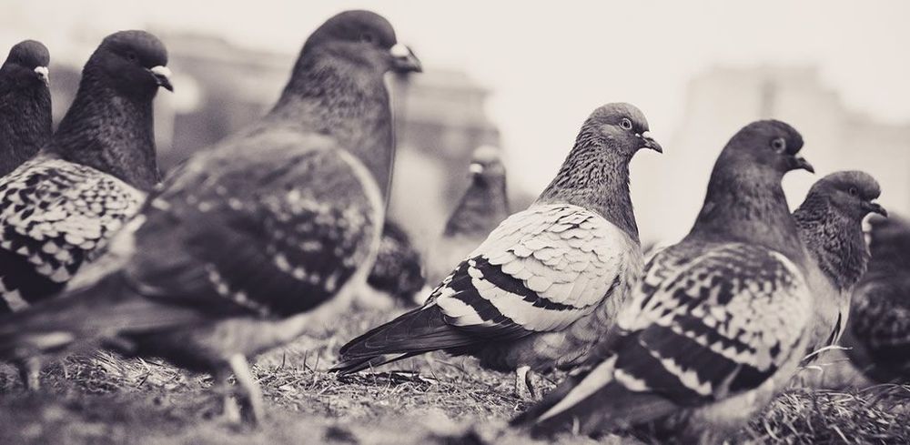 UK bird flu outbreak: Risk of wider infection in the general public remains low. post image