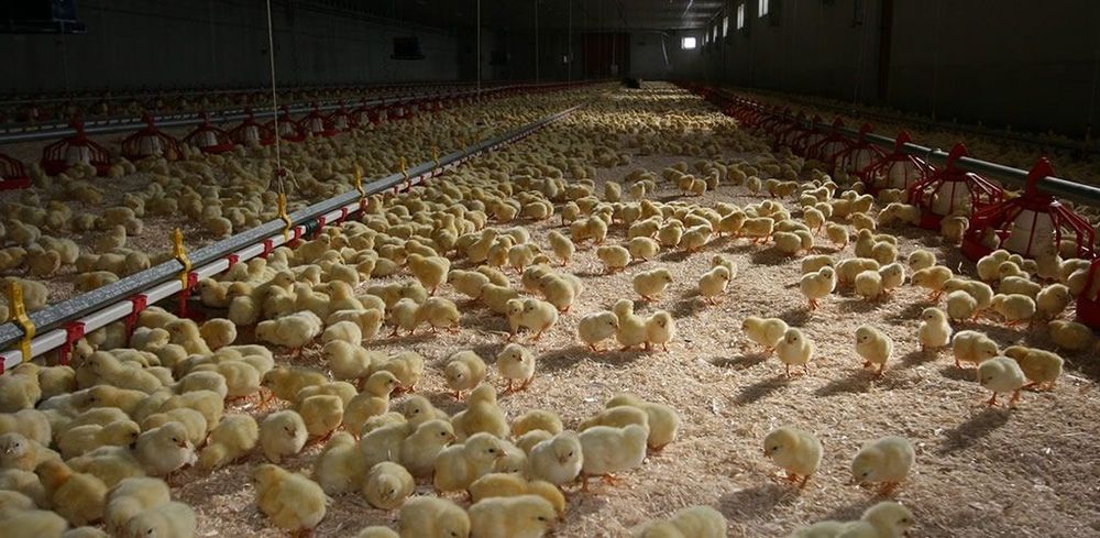 Our meat obsession is destroying the planet – The solution is to change how we see animals. post image