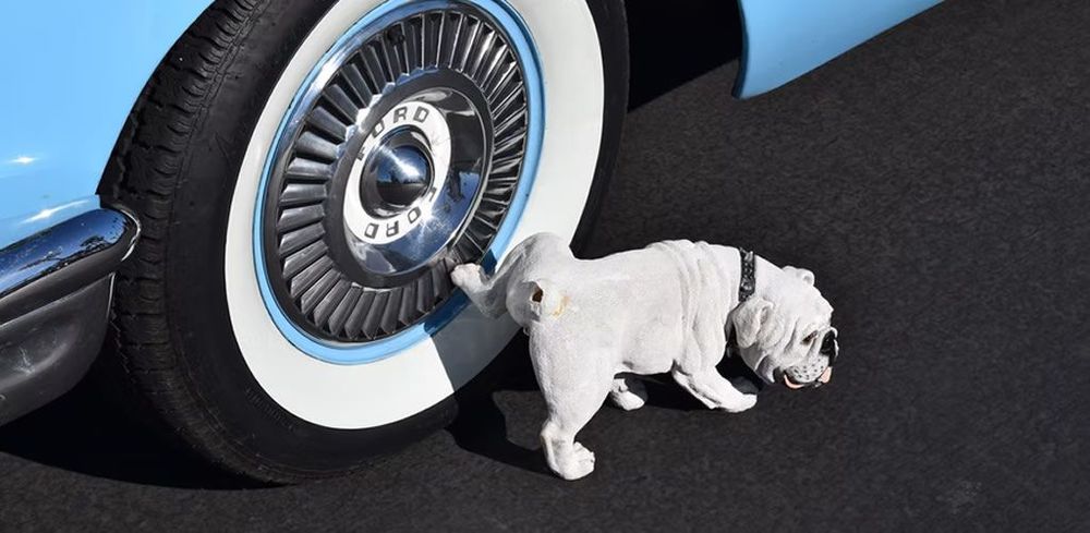 The dogs that caught the car. post image