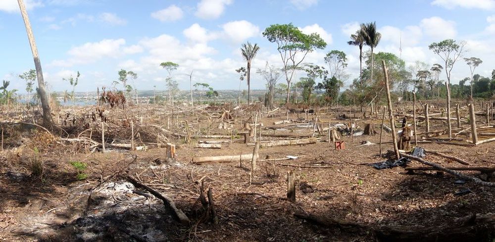 Zero deforestation in the Amazon is now possible post image