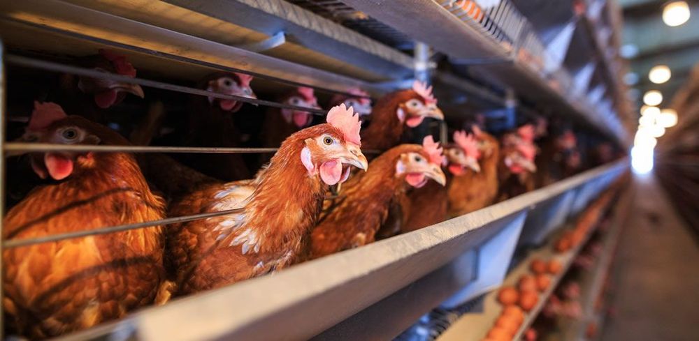 Bird flu: UK is seeing its largest ever outbreak – which may prove particularly deadly for wild birds post image