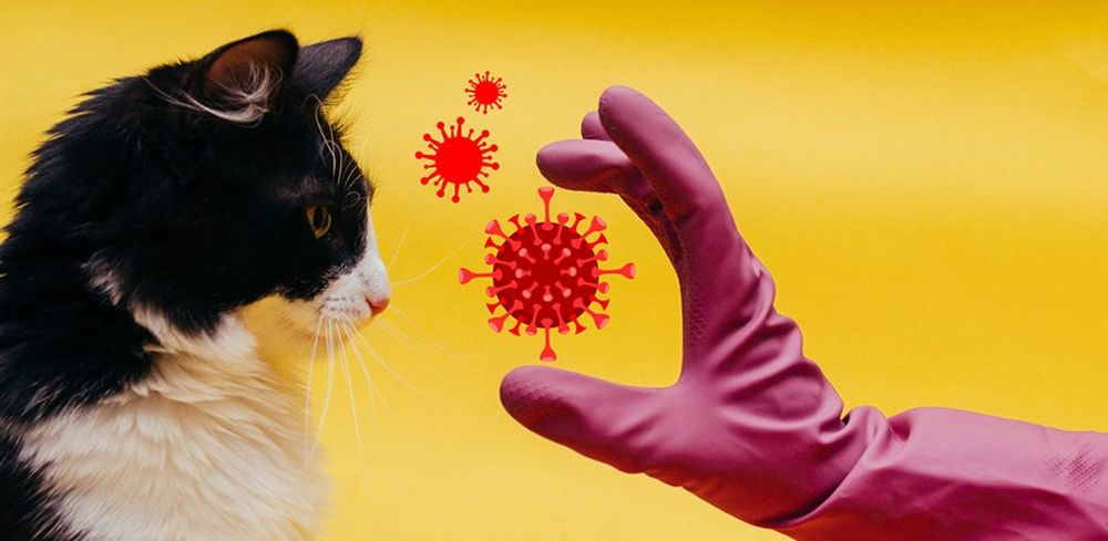 Feline coronavirus and bird flu kill cats across Europe post image