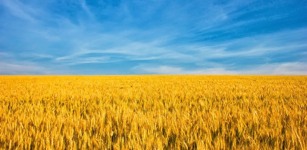 Why we should all care about Ukraine’s grain crisis post image