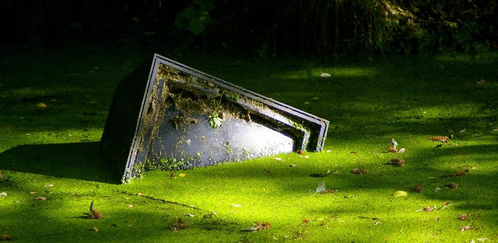 From I’m a Celeb to Strictly: Public verdict on politicians in Reality TV post image