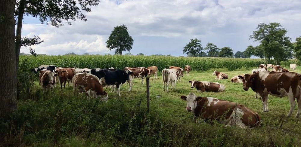 Meat and dairy industry’s attempt to change how we measure methane emissions would let polluters off the hook post image