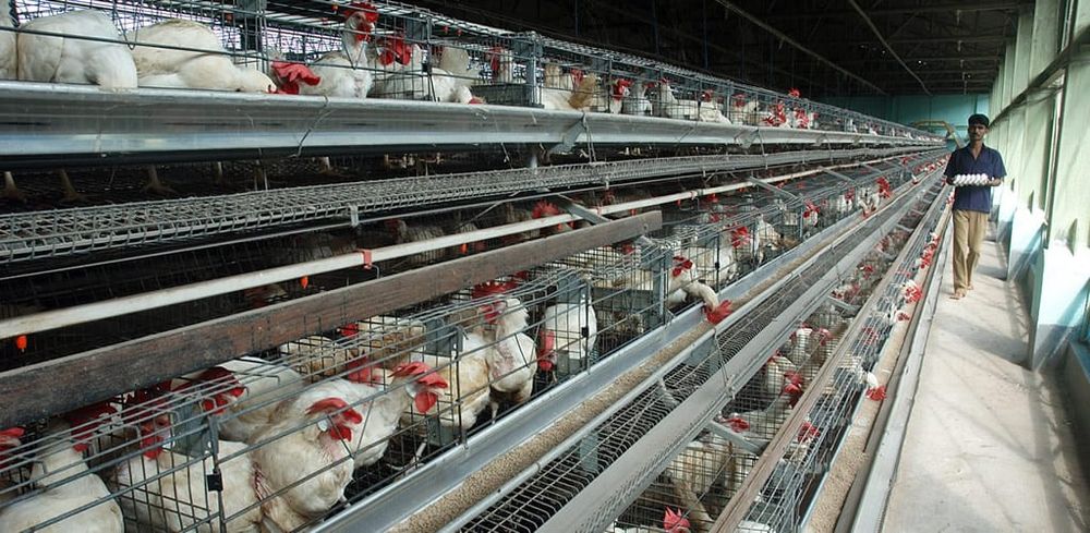 ‘A recipe for disaster’: What I learned going undercover on India’s chicken farms post image