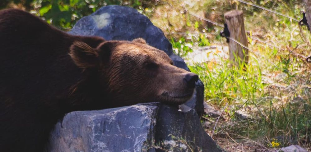 Why women would prefer to be alone in the woods with a bear than a man post image