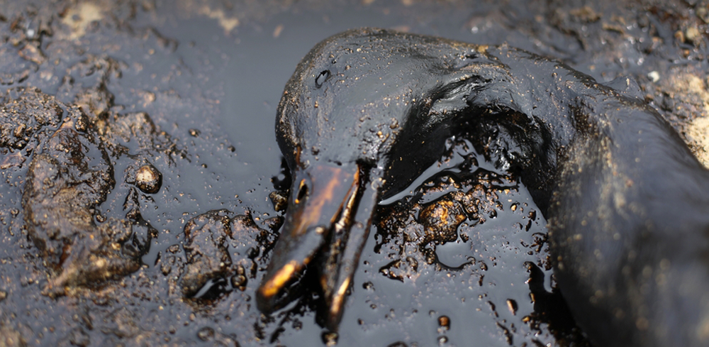 Oil pollution in the North Sea is ‘grossly underestimated’, suggests new report post image