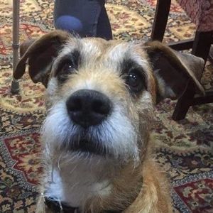 Wee Ginger Dug profile image