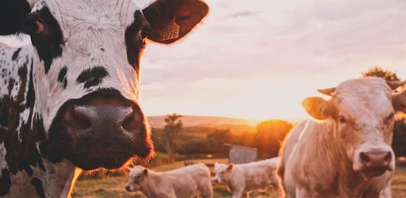 Here’s how much water it takes to make a serving of beef – and why where it comes from is so important post image