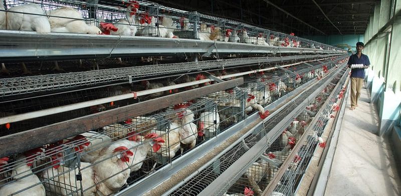 ‘A recipe for disaster’: What I learned going undercover on India’s chicken farms post image