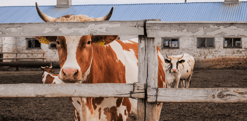 World’s biggest meat and dairy companies spend more on ads than cutting emissions post image