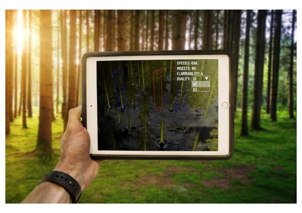 A person uses a tablet running Outsight’s real-time LiDAR solution in a forest, displaying tree data such as species, flammability, and quality for forestry management.